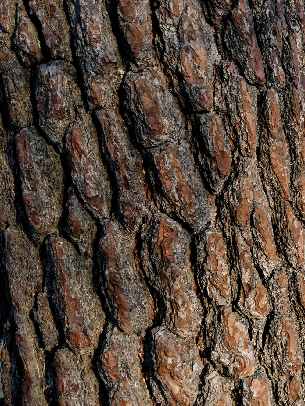 How to choose the perfect tree with Arbor: Expert tips