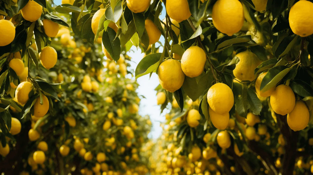 The journey of a tree: From Arbor's concept to your home