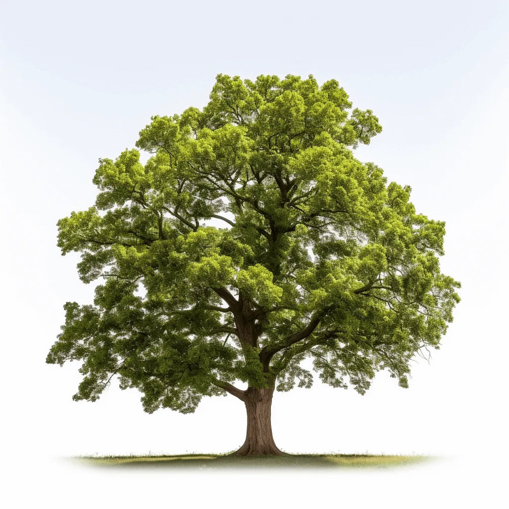 The story of Arbor: How we created our signature trees