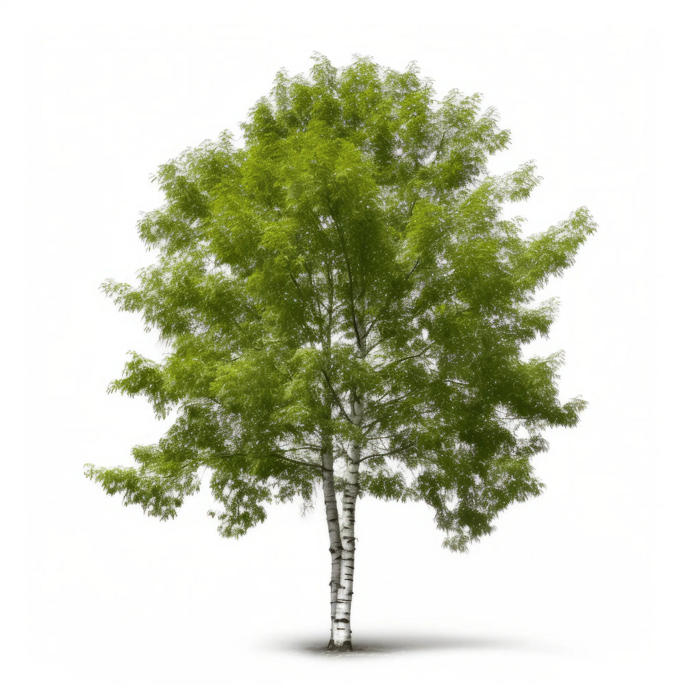 Birch