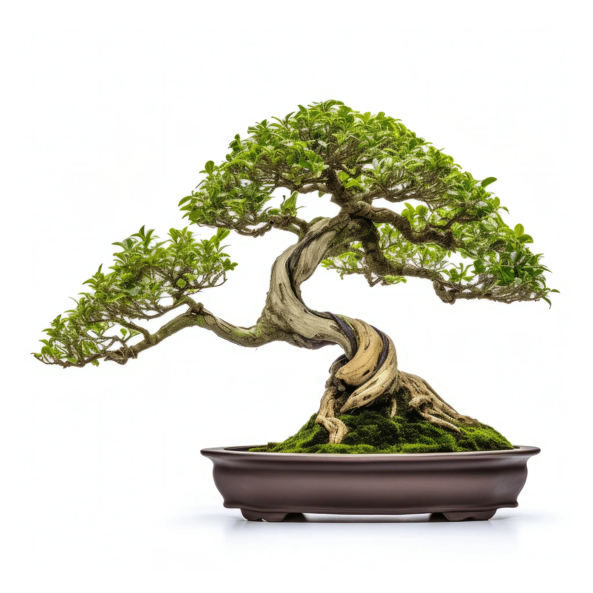Bonsai
