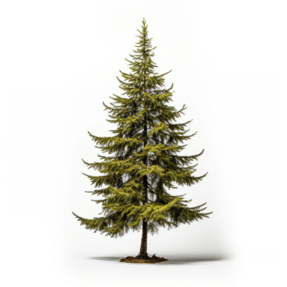 Larch