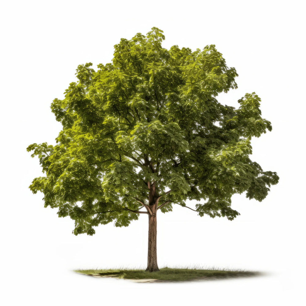 Maple
