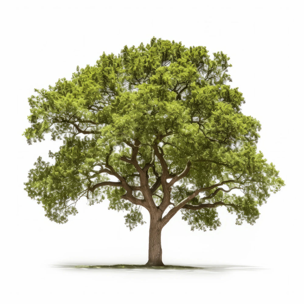 Oak