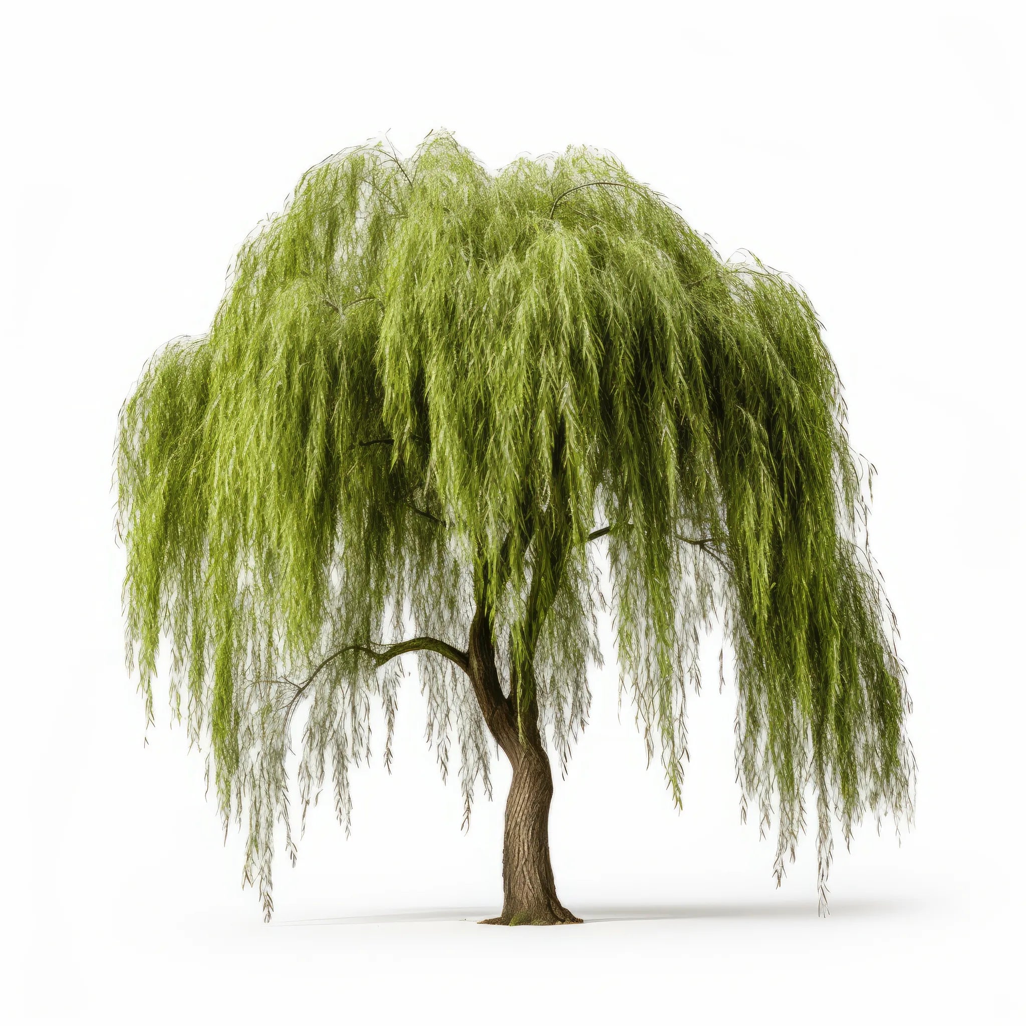 Willow
