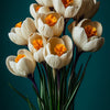 Crocuses