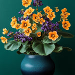 Kalanchoe