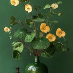 Chinese Money Plant
