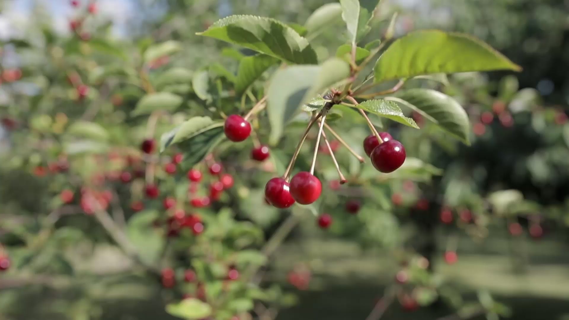 Aldo cherry tree