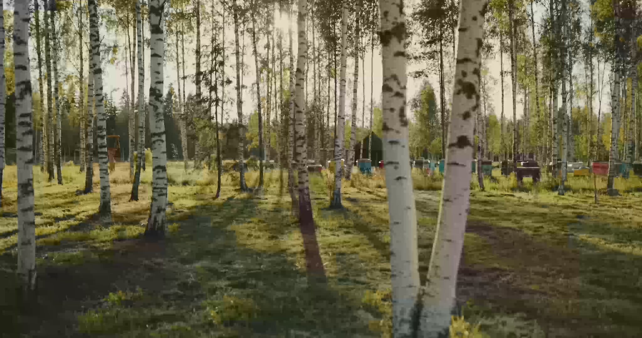 Adell birch tree