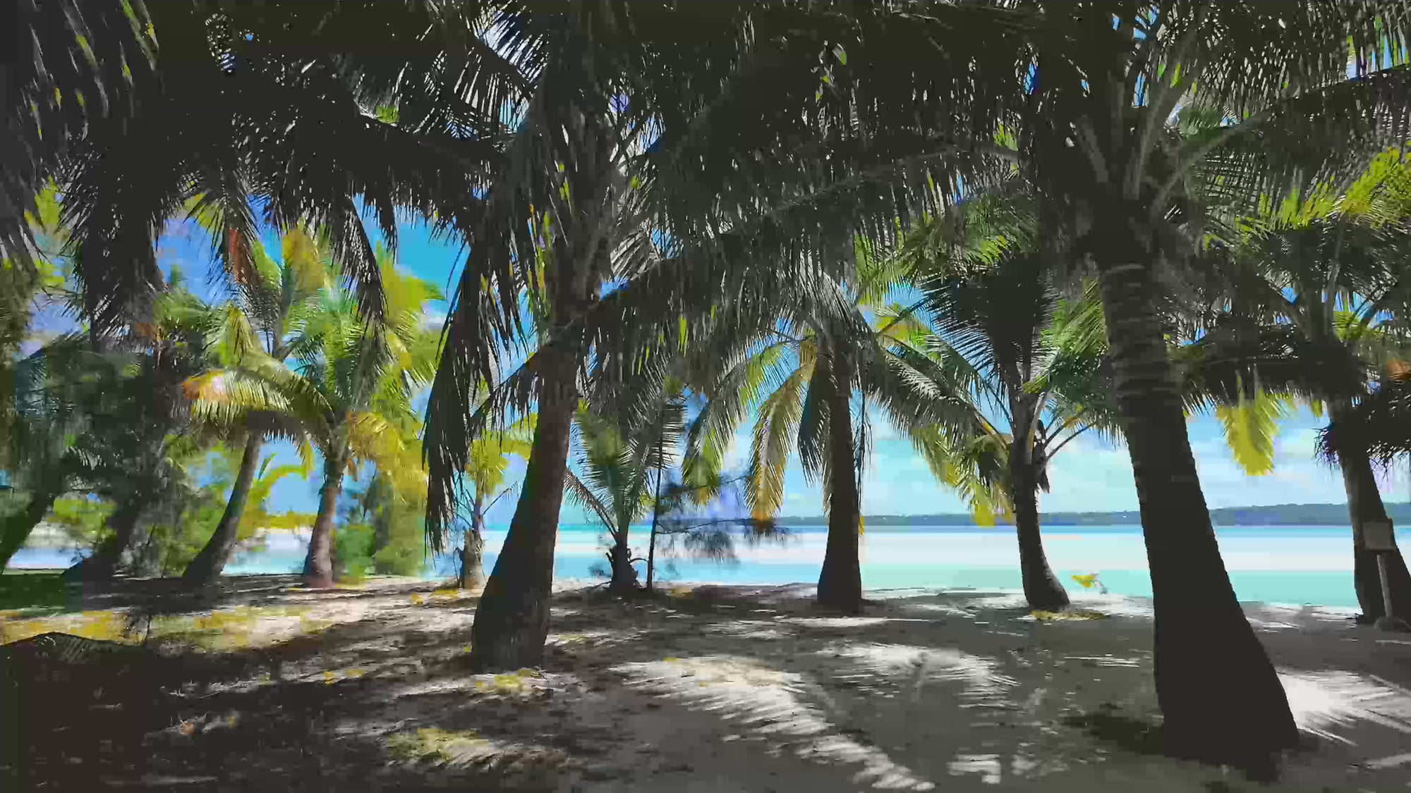 Athol palm tree