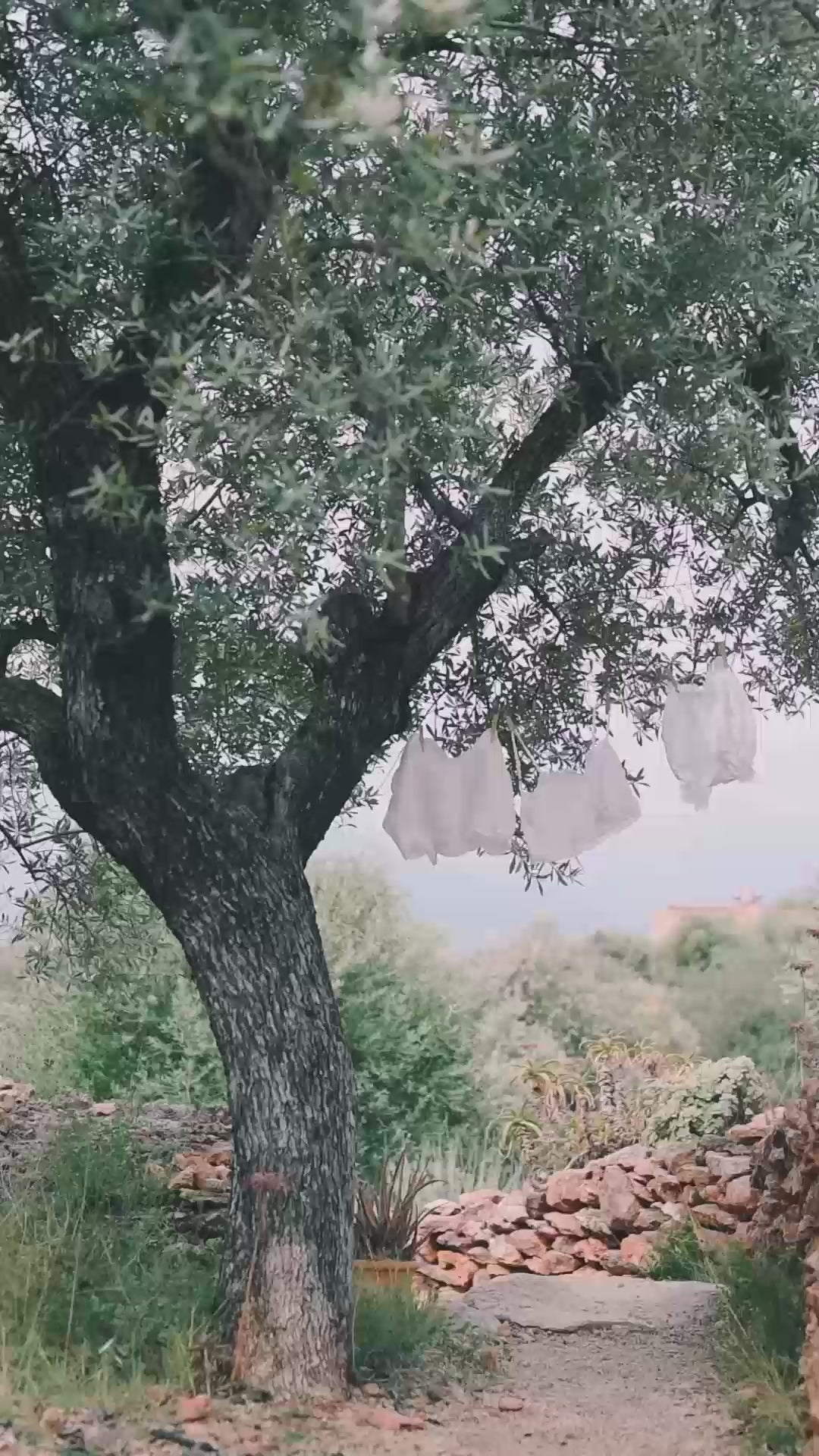 Arjun olive tree