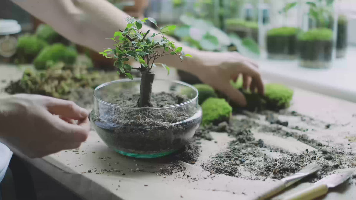 Aharon bonsai tree