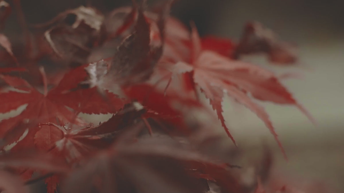 Anson maple tree