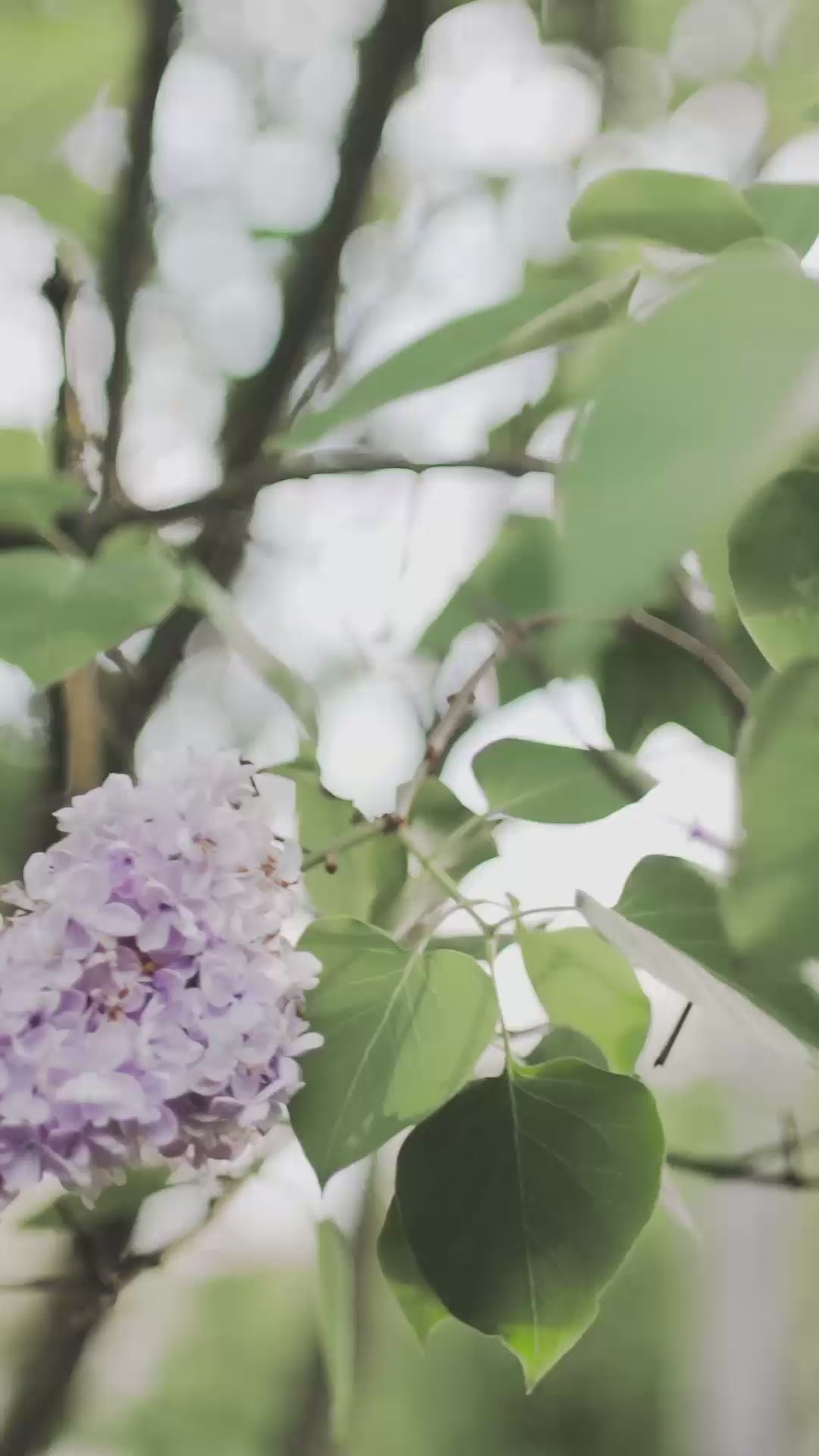 Allison flower tree
