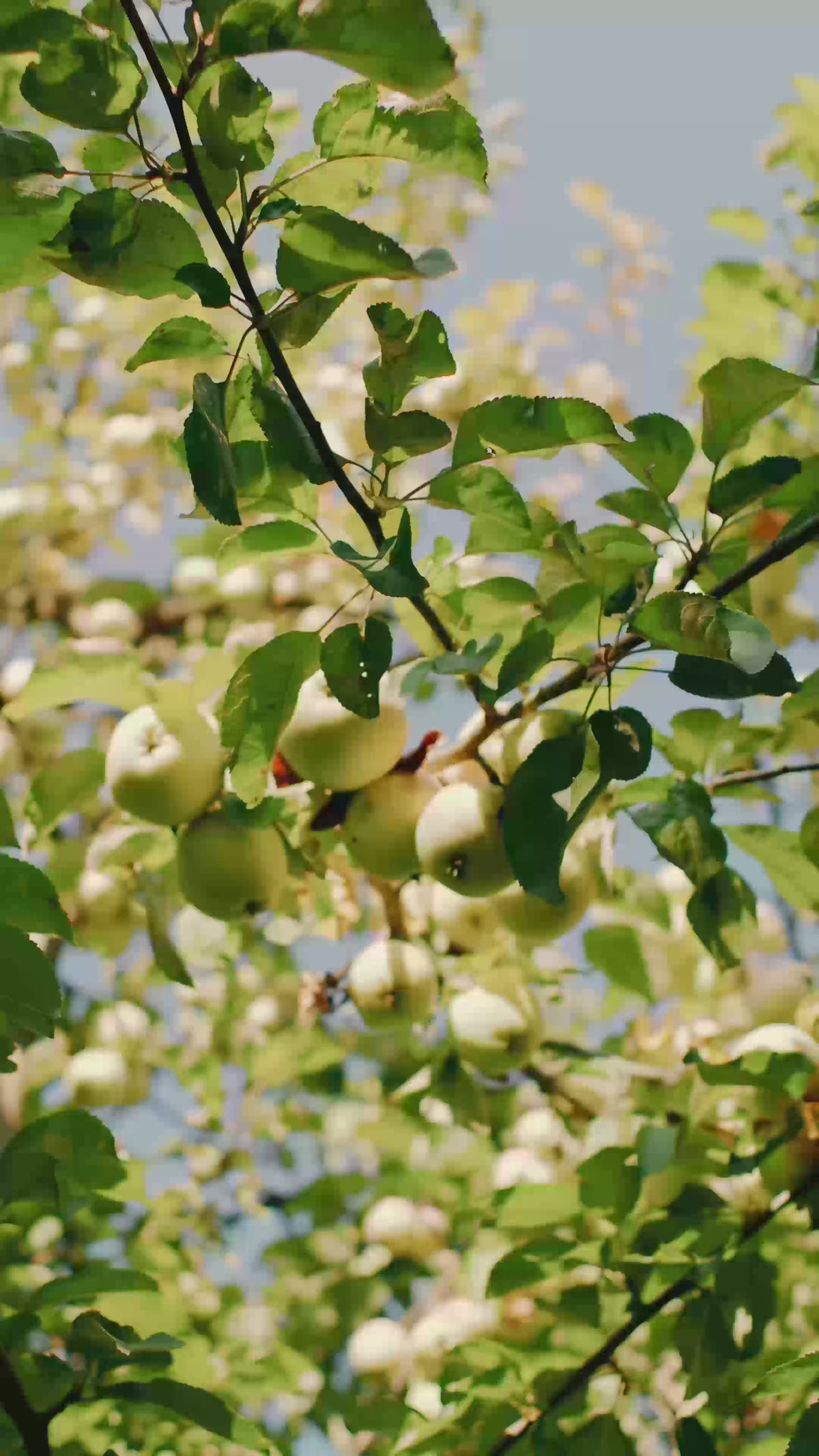 Abina apple tree
