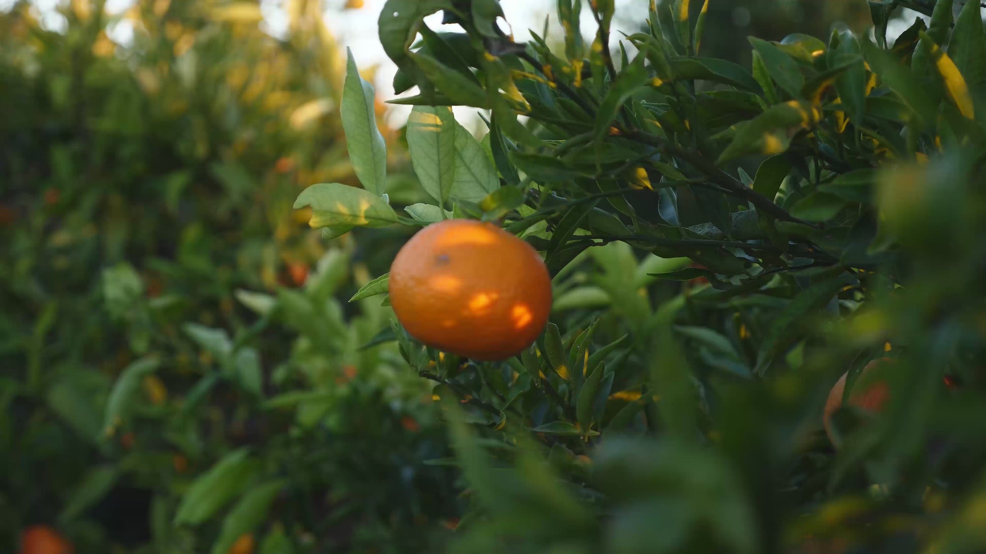 Arvid orange tree