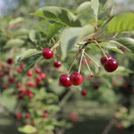 Albert cherry tree