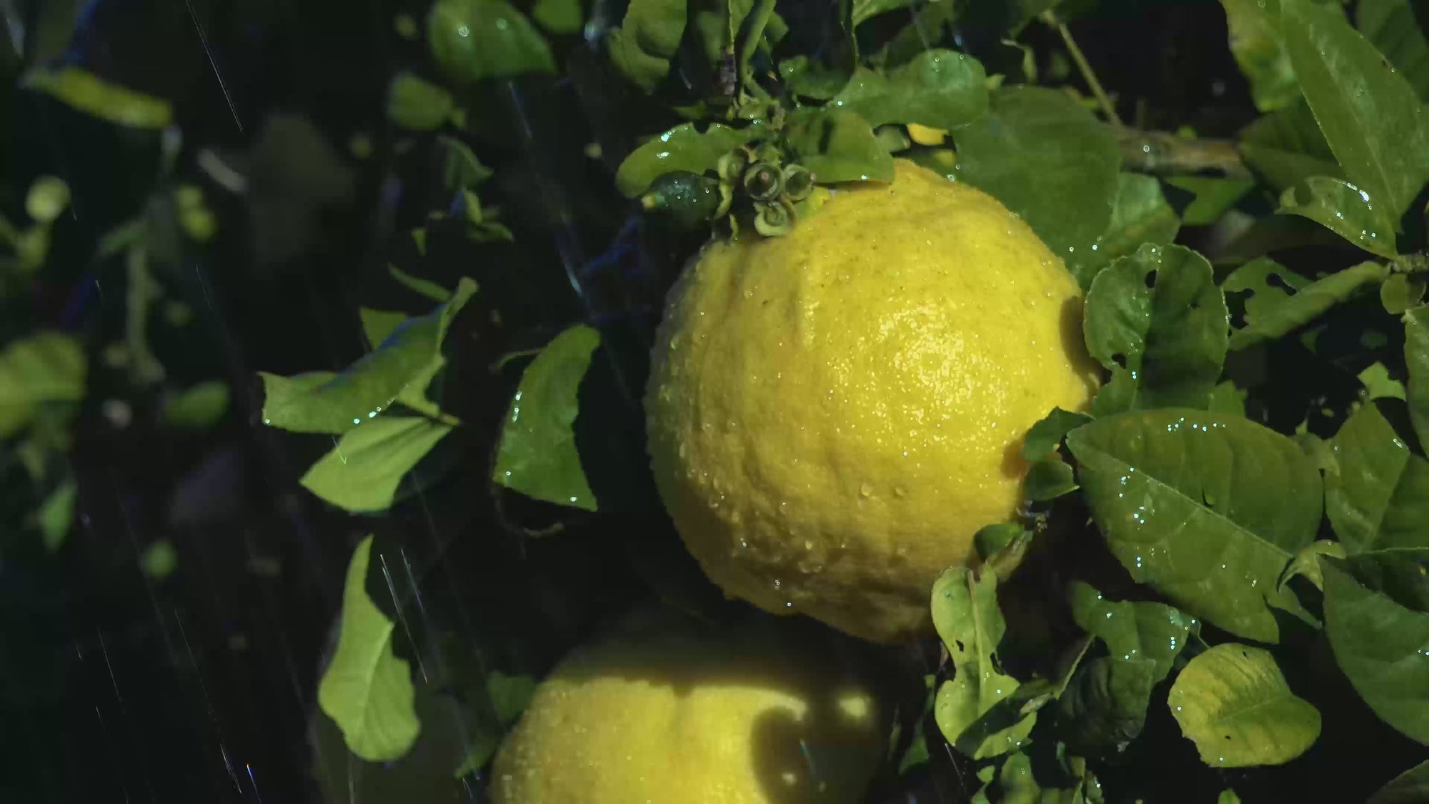 Aneirin lemon tree