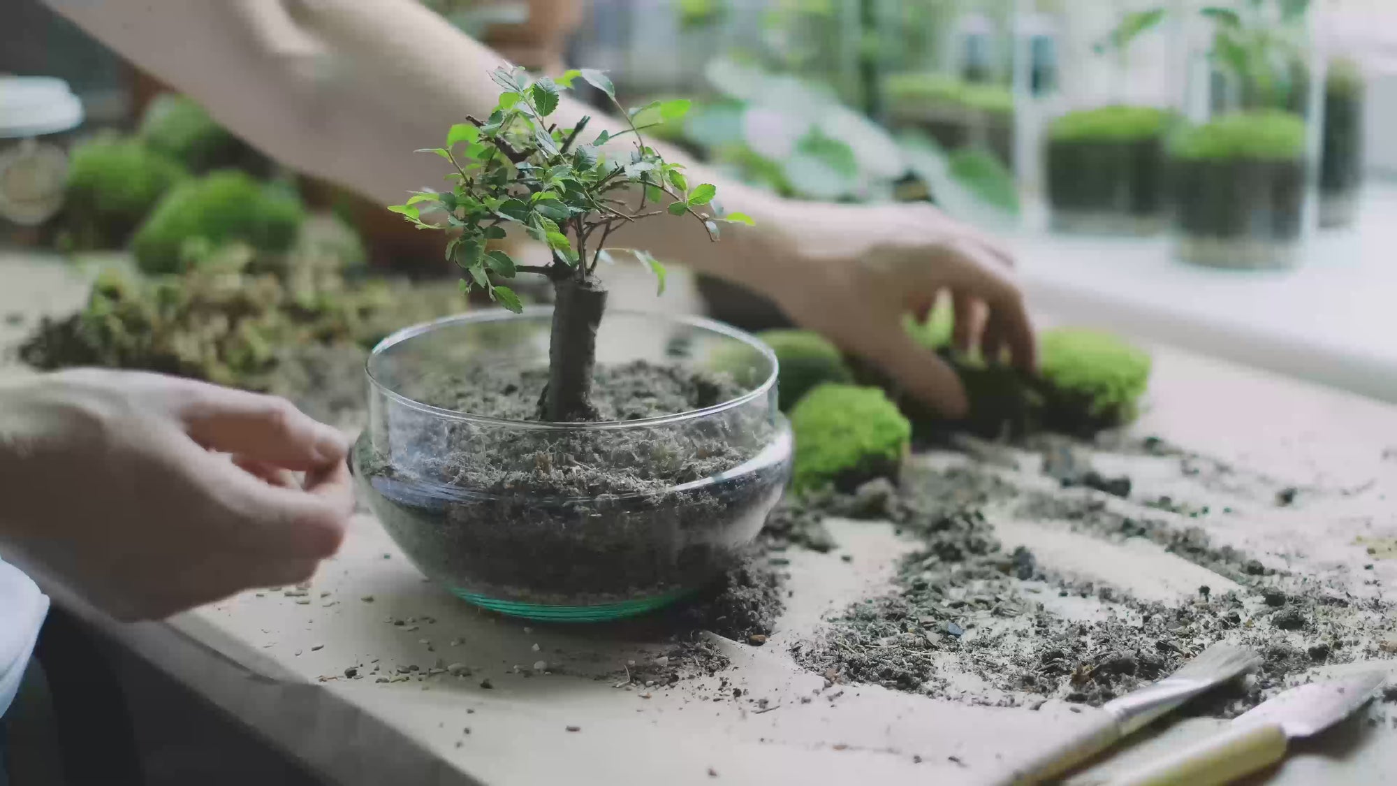 Agosto bonsai tree