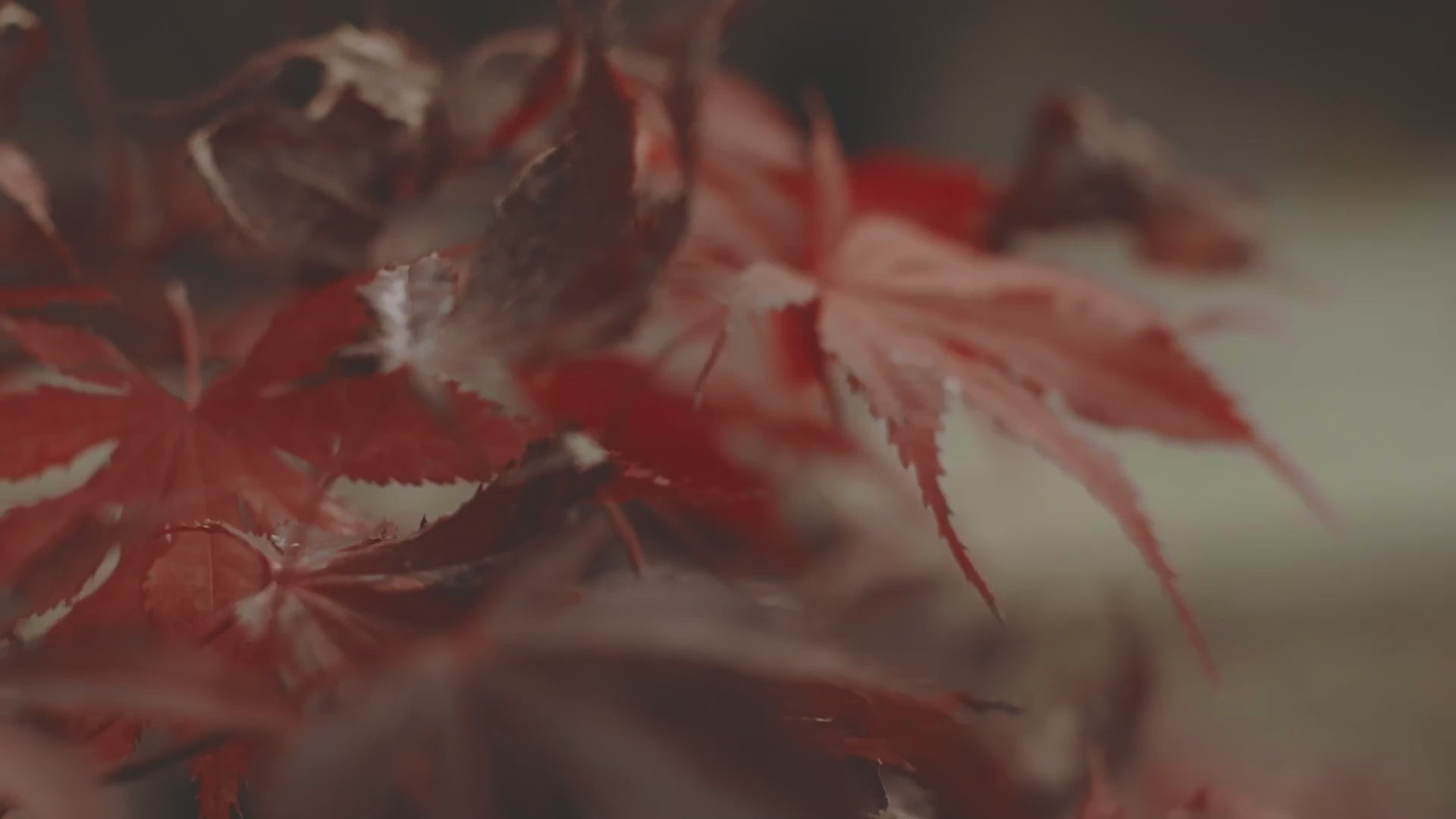 Ansbert maple tree