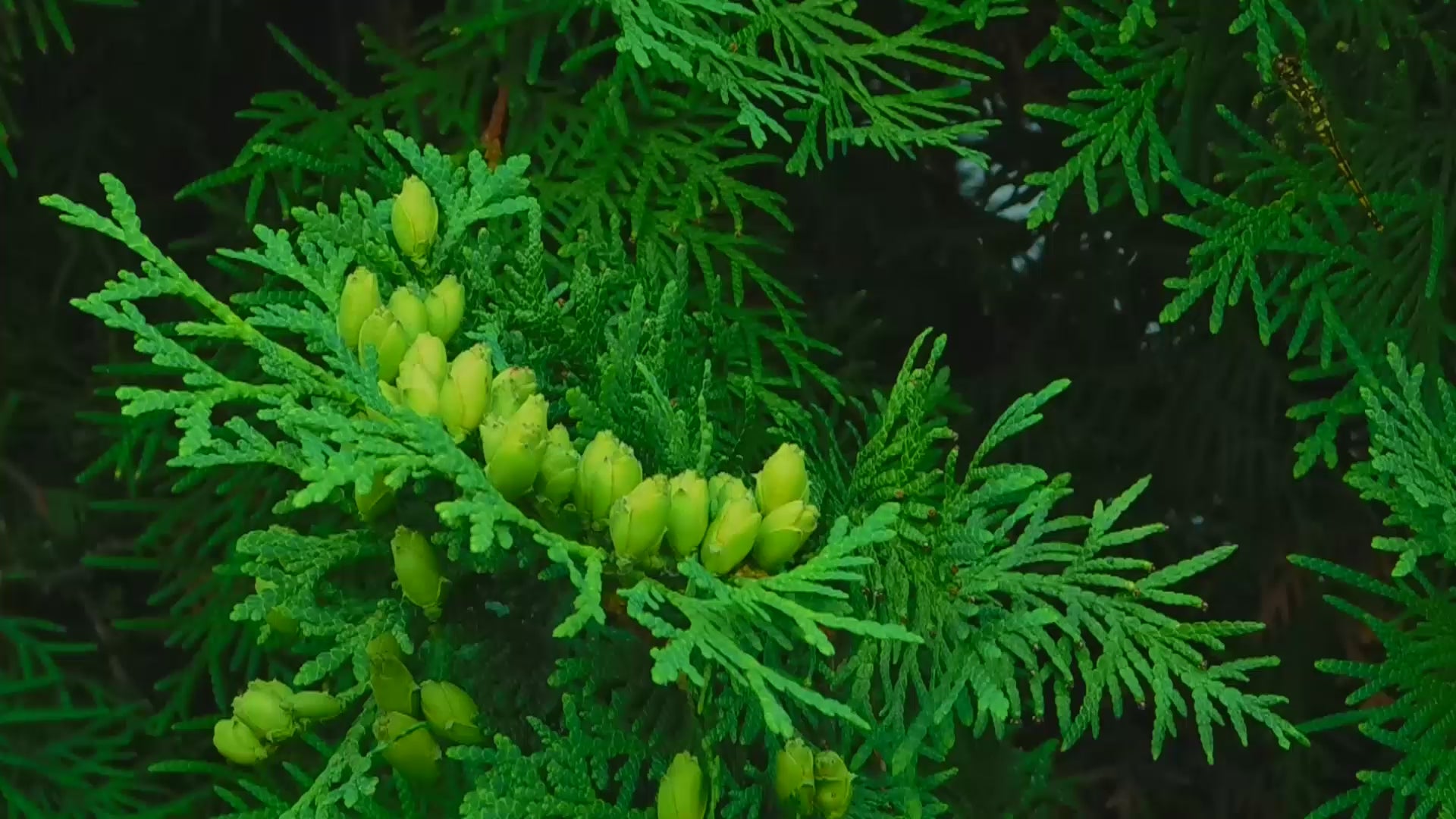 Alamea cedar tree