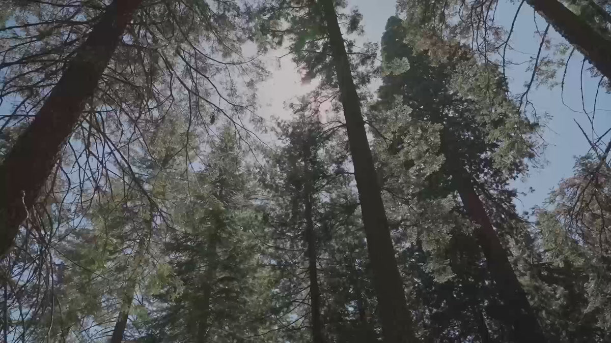 August sequoia tree