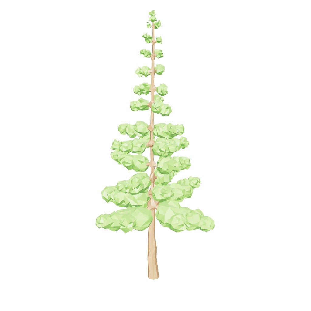 Albero di sequoia Augustus