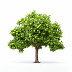Aashi apple tree
