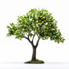 Abel apple tree