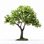 Abel apple tree