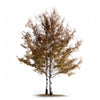 Addie birch tree