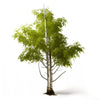 Adelaide birch tree
