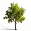 Adelice birch tree