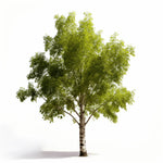 Adelice birch tree