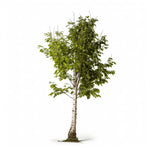 Adell birch tree