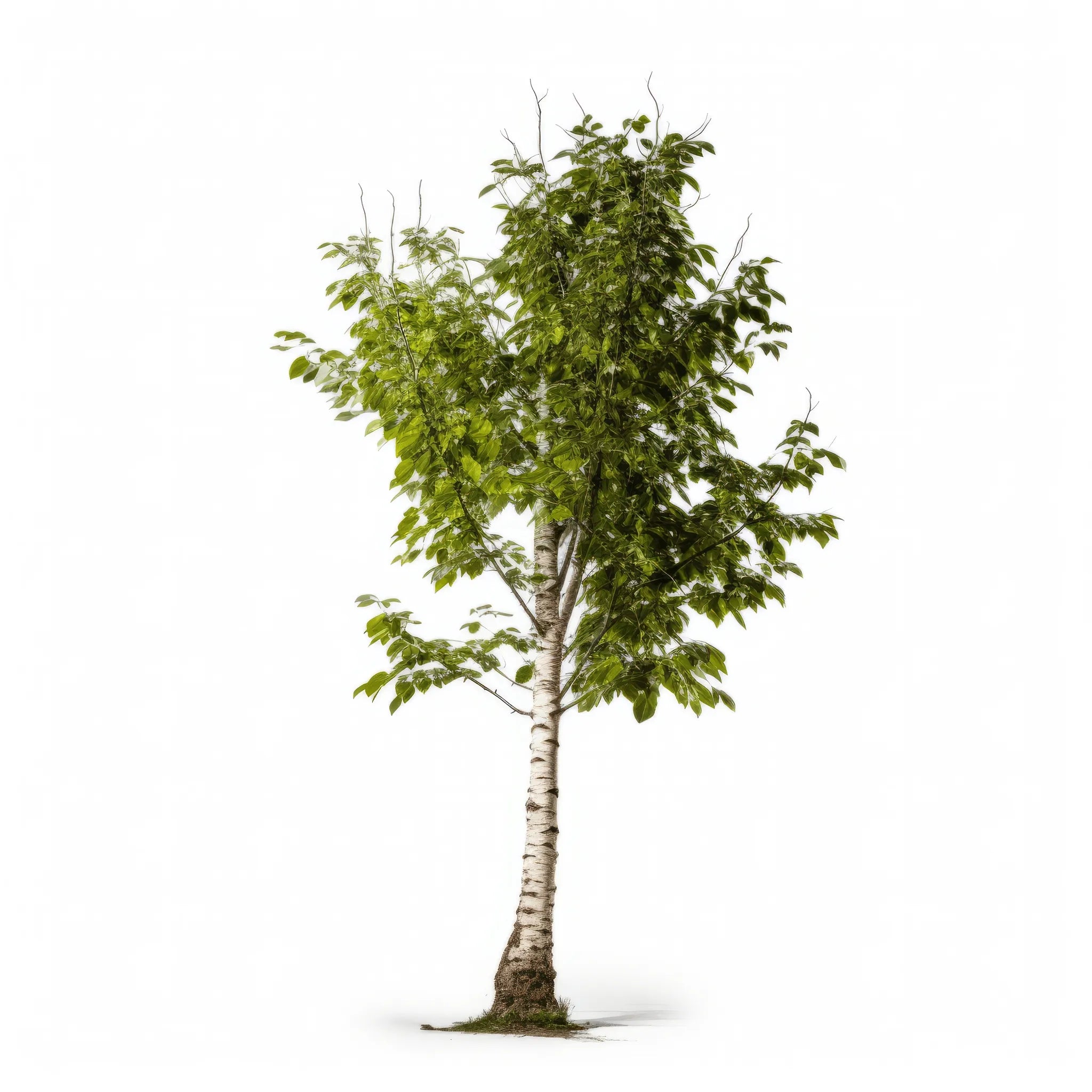 Adell birch tree