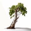 Adhira birch tree