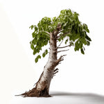 Adhira birch tree