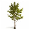 Adina birch tree