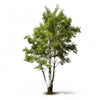 Adira birch tree