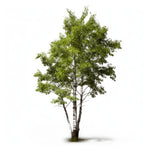 Adira birch tree