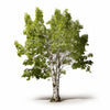 Adriana birch tree