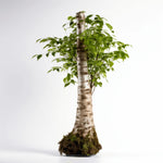 Advaith birch tree