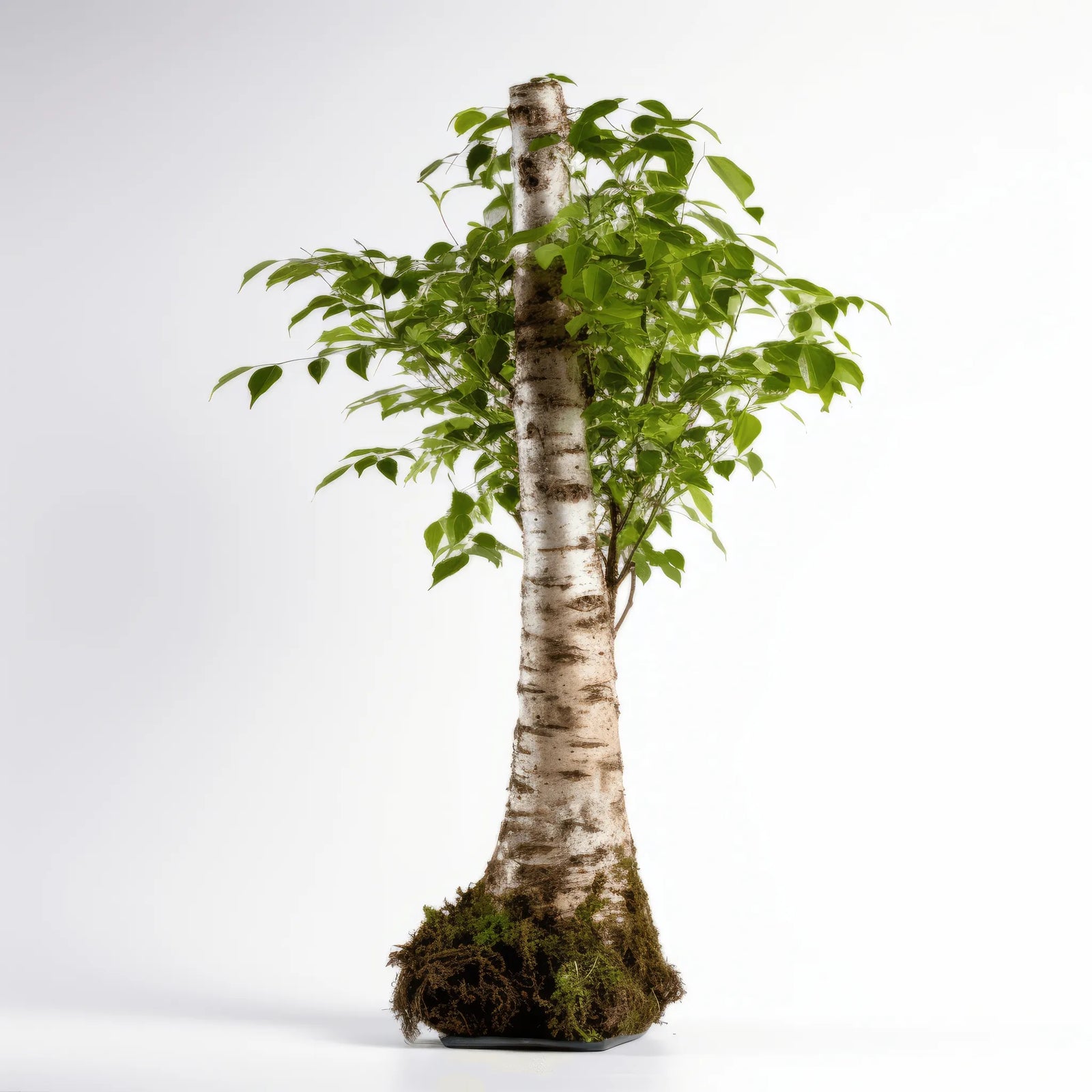 Advaith birch tree