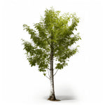 Aela birch tree