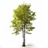Aelwen birch tree