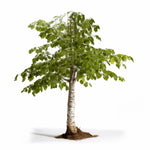 Aerin birch tree