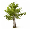 Aesha birch tree