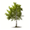 Aethelind birch tree
